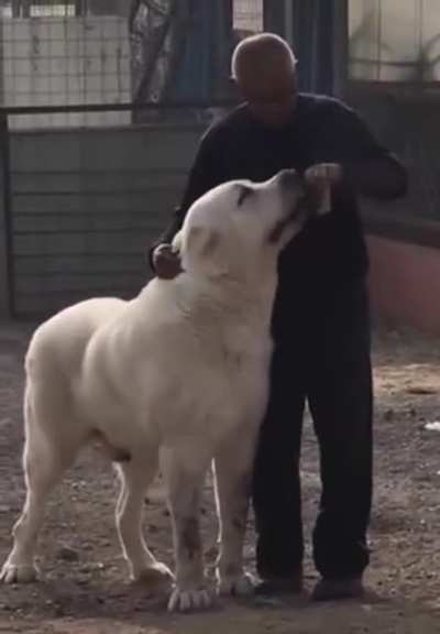 Big shepherd doggo.