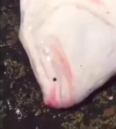 da fish