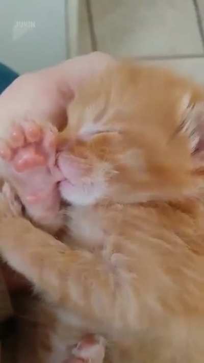 Котик