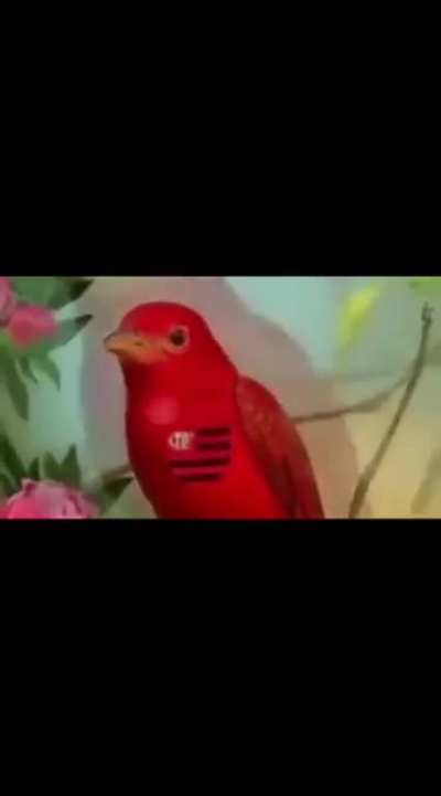 boa tarde🐦