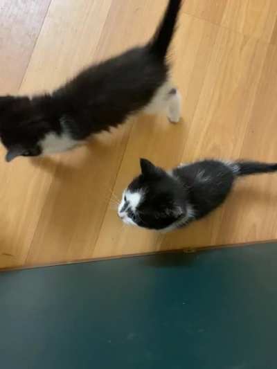 Rorschach demanding love, bonus tail wiggle.
