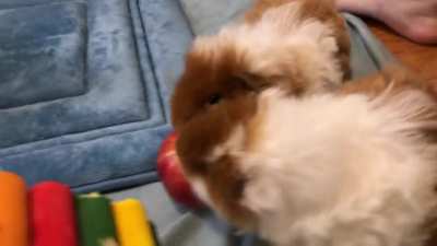 I wanted to shoot a cute apple-eating video, but I forgot the boys hate sharing…