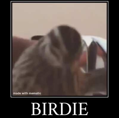 bird