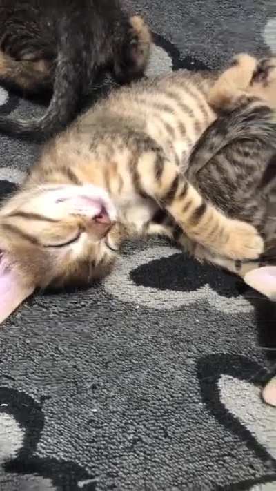 Sleepy smol cats