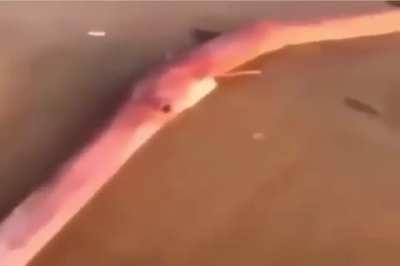 daily fish rule