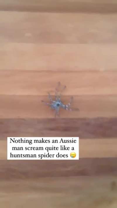 to chase the spider out of the house...