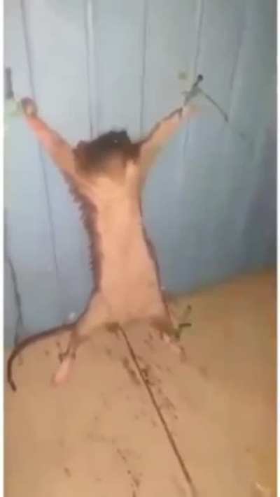 Nude atmazsan fare ölür