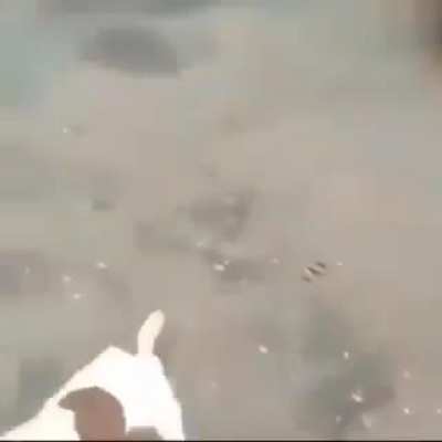 Bites the dust