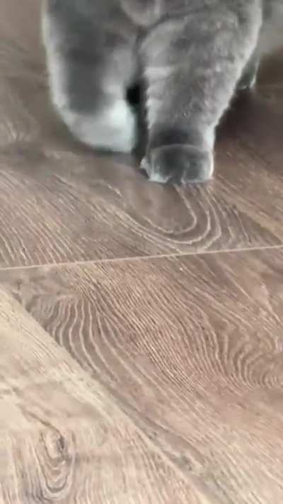 Cat nervous 😈