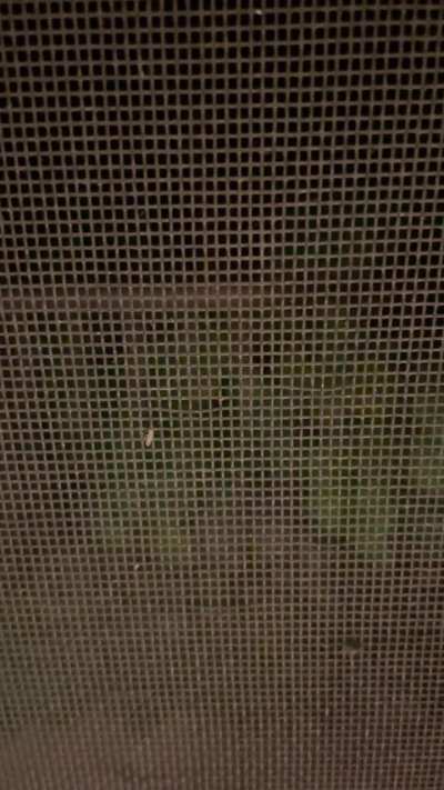 The neighborhood coyotes start howling whenever they hear sirens and I love it 😂