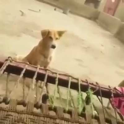 Nigga dog