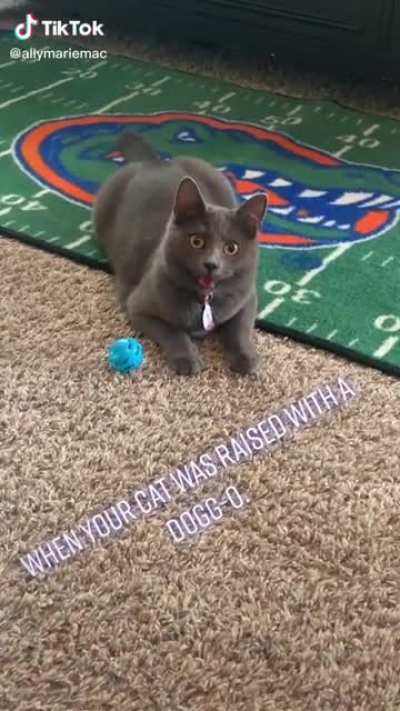 Cats a good boy