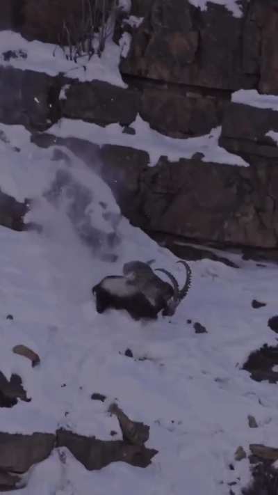 A snow leopard attacks a powerful ram blue sheep