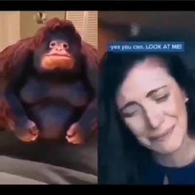 Monkey
