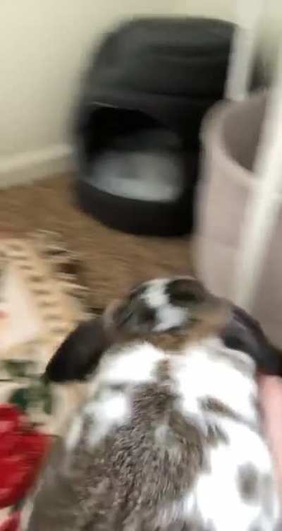 Fergalicious, the drama queen.
