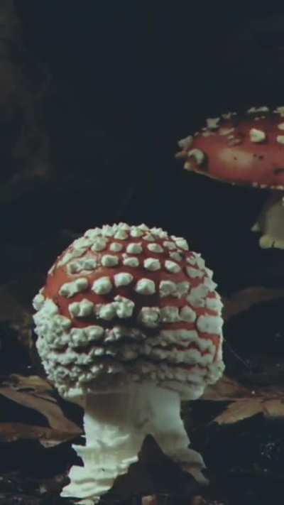 Mushrooms