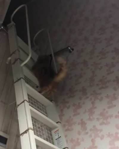 Hoppity hoppity up meow