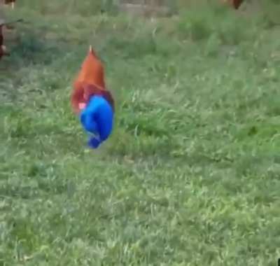 Chicken pants
