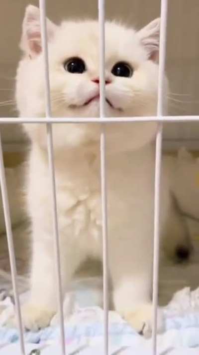 Say hi to kitty Poco. she likes to scratch ur face.