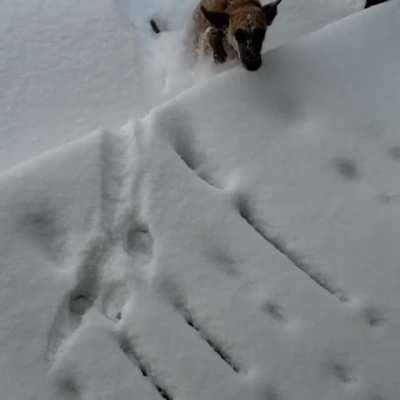Scarlet v. 40 inches of snow.