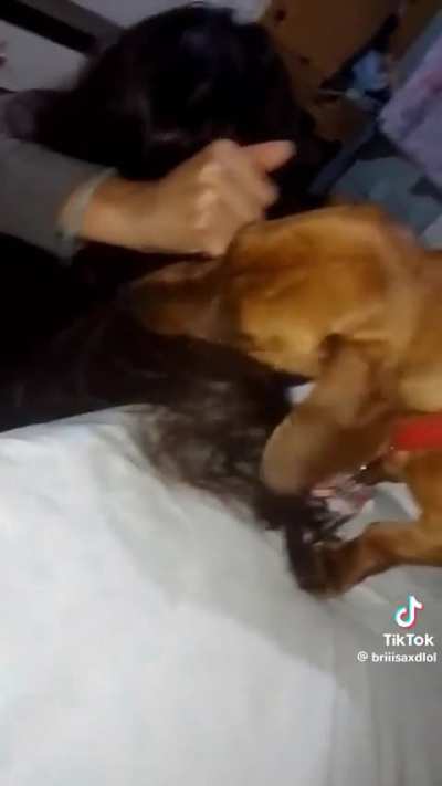 Perro salchicha🥲