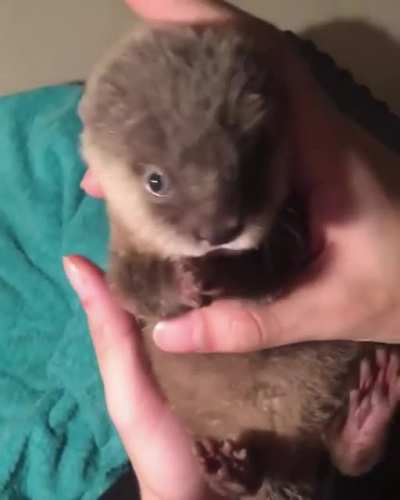 Выдрик