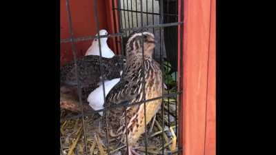 Ever heard a quail roar?