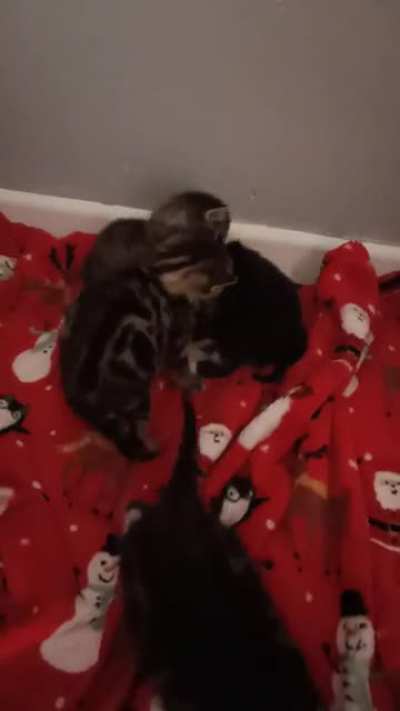 All out brawl . Adorable !
