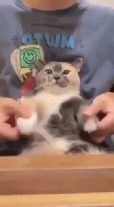 Gatito diabólico después de cometer crímenes de odio al Beelceteam