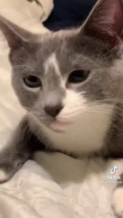 luna girl is such a needy baby (apologies for all the talking!)