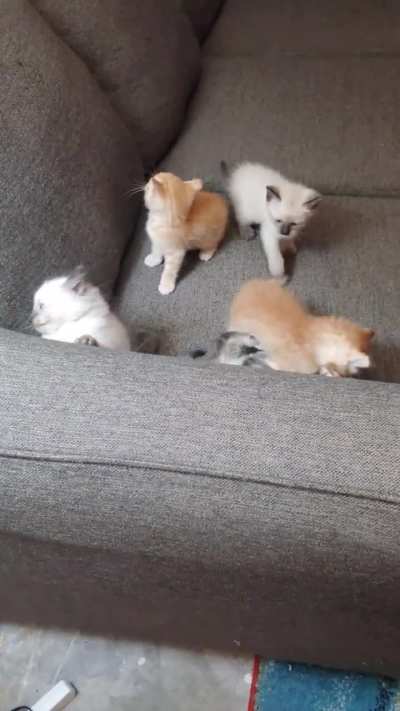 Want one?