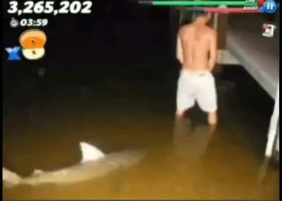 Hungry shark evolution