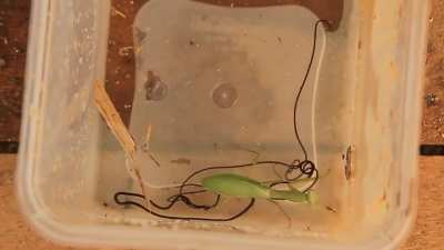 parasites explode out of zombie praying mantis