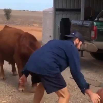 Sporty cow!