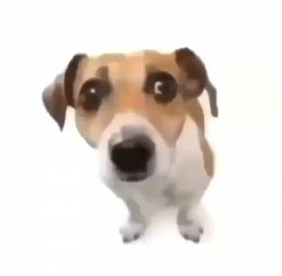 dog momento