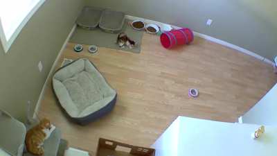purchasing an indoor camera to watch my kittens remotely was the greatest decision I’ve made in a while. Look at lil’ miss Beef go!