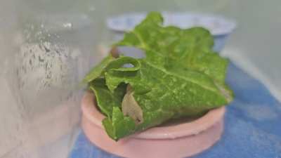 Numnum snail