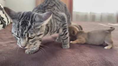 Kitty sees them for the First Time