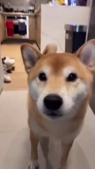 Dog got it's food