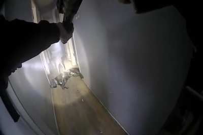 Pitbulls vs Shotgun