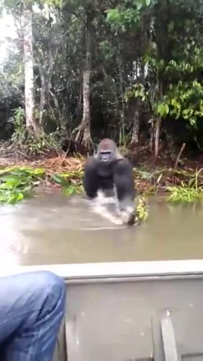 Monke Pope blessing the disciples who want to return to monke