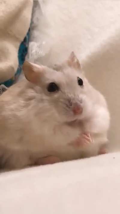 I love my hamster