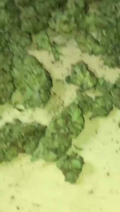 How my dealer lets me know hes active. Lmfao