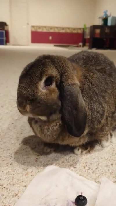 A sour blueberry for Millie