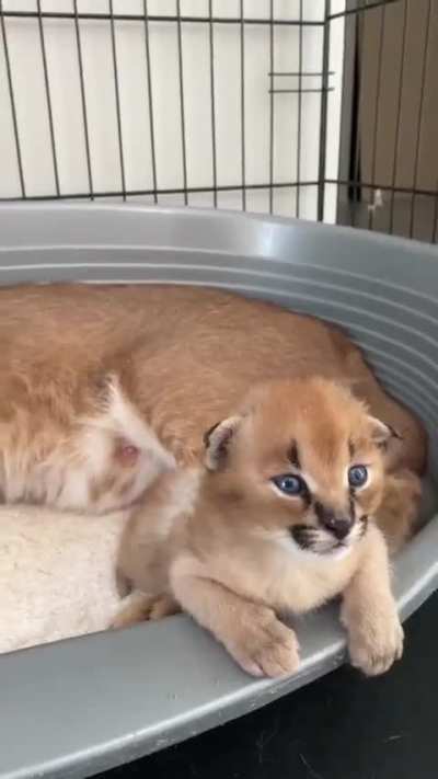 I'm watching you hooman, one mistake and you're dead..
