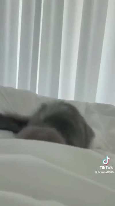 Boop