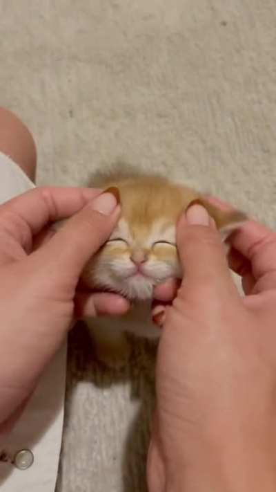 ( ◜‿◝ )