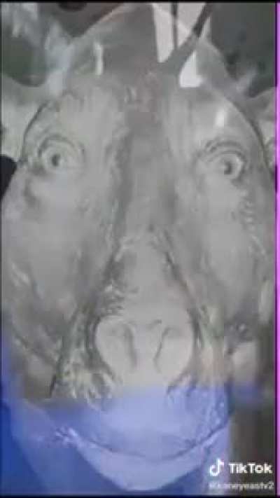 Bruh