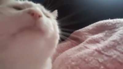in case anyone didn't know, this is the original video that catjam came from
