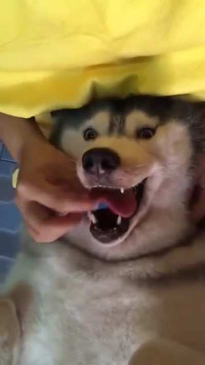 WAAAAAAAAZZZZZZZZZZZZZZZZUP??
